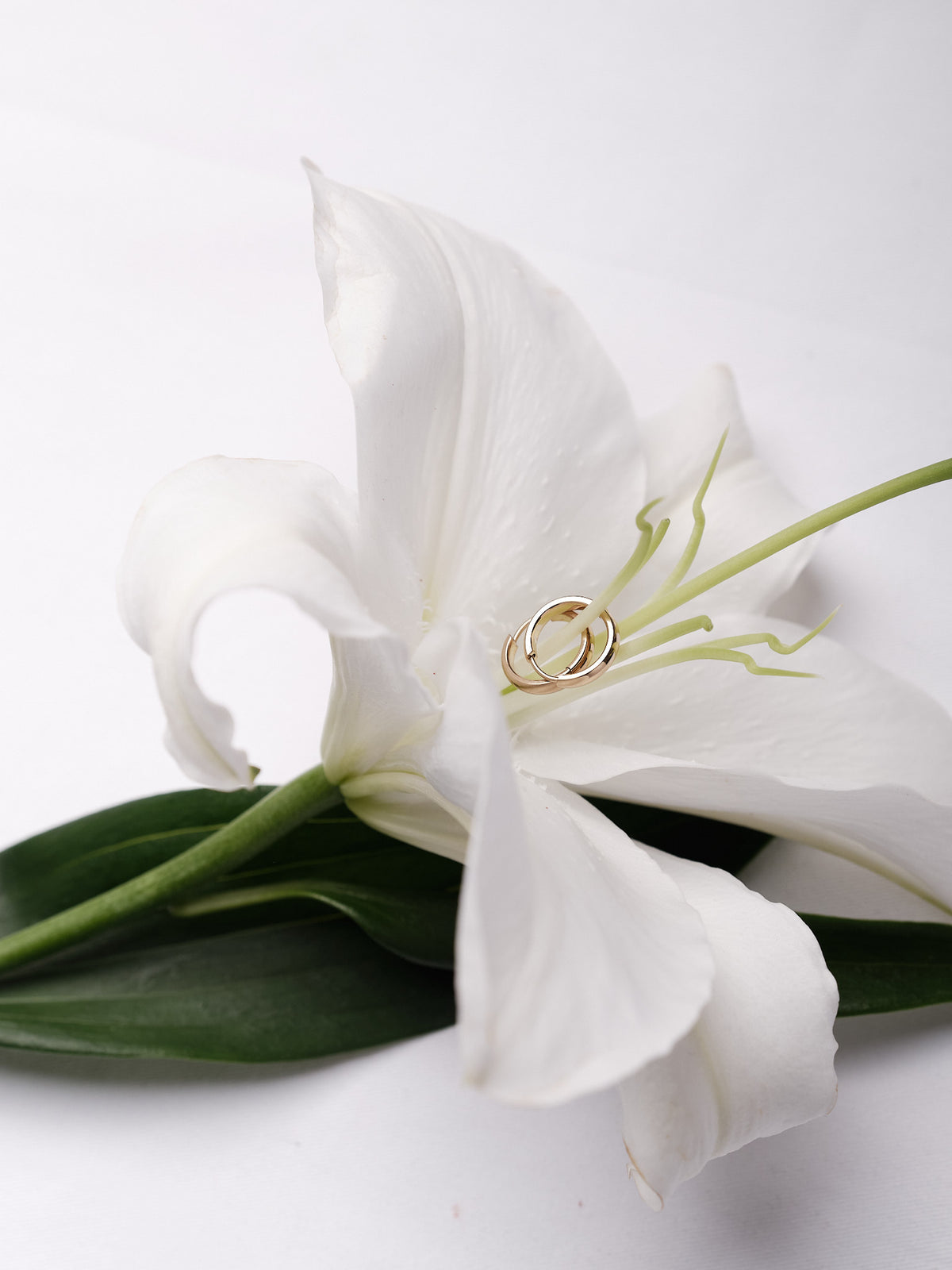 Bold hoops resting on a white lily